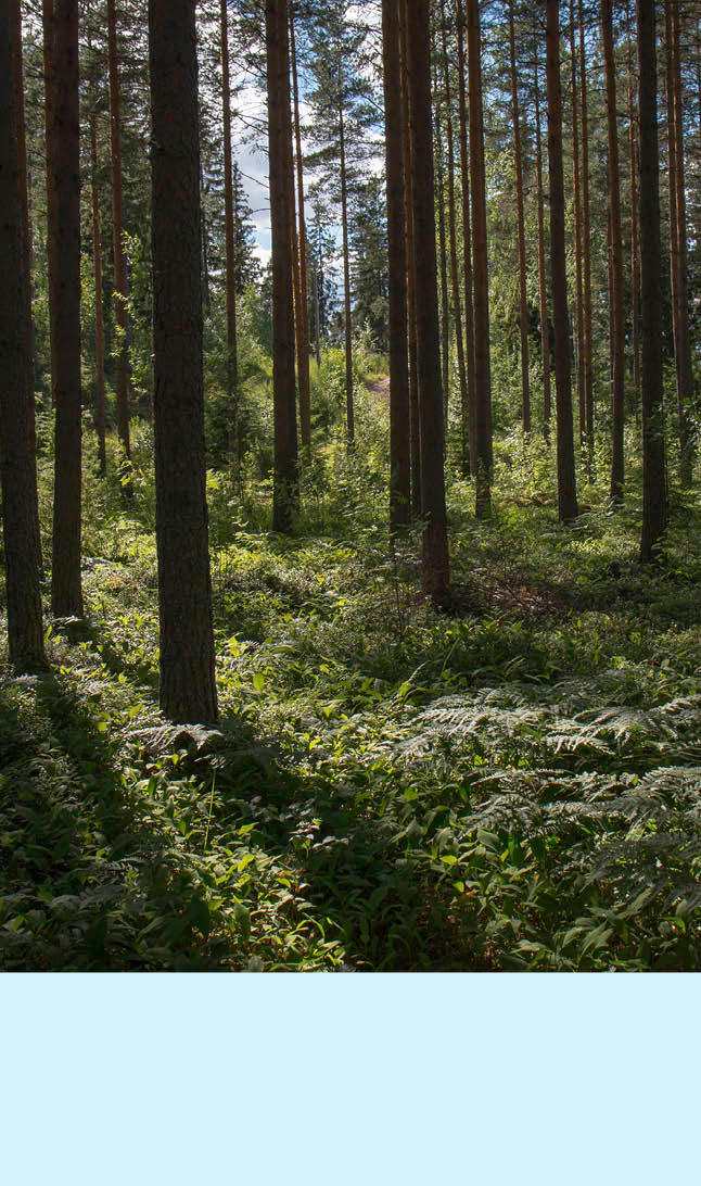 Tett i tett med trestammer i en mørk skog