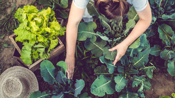 Dame som jobber med grønne planter i en hage.