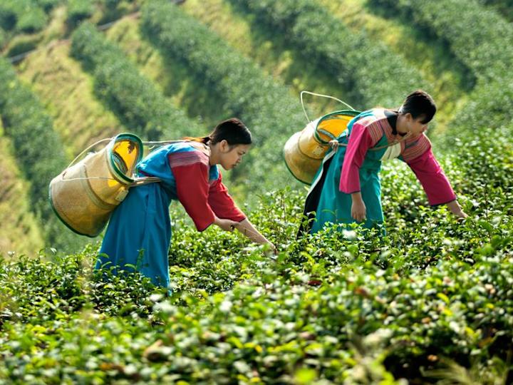 To kvinner i tradisjonell asiatisk folkedrakt som plukker og samler grønne teblader i Chiang Rai, Thailand. Foto: iStock